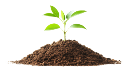 New Sprout Emerging: A vibrant green seedling emerges from rich dark soil, symbolizing growth, new beginnings, and the potential for life.