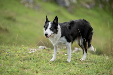 exploration of nature's bliss. a border collie's joyful journey in the outdoors