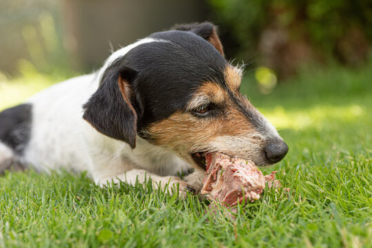 little cute Jack Russell Terrier dog eats a bone with meat and chews outdoor