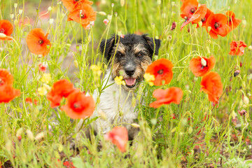 Funny small Jack Russell Terrier dog in a beautiful blooming poppy meadow in summer