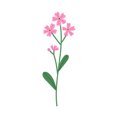 Pink flower with leaves isolated on white background. Hand drawn vector botanical illustration.