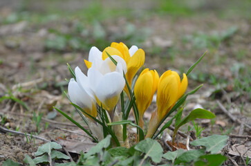 Obraz premium Group of white and yellow crocuses blooming flowers in spring. Awakening of nature in sprin concept. Free copy space.