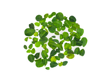 Kaffir Lime Leaves Freshness on White Background, Aromatic Ingredient
