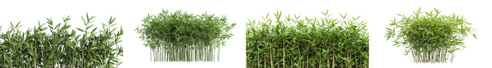 Obraz premium Lush Verdant Bamboo Grove Thriving in Tranquil Natural Environment Abundant Green Foliage Flourishing Vegetation and Serene Landscape
