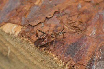 Leptoglossus occidentalis
