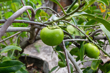 Green Young Unripe Persimmon Tropical Fruit Hanging on Tree Branch.
