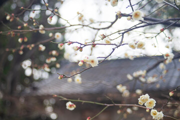 Plum blossom in the garden, Osaka Japan
