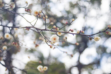 Plum blossom in the garden, Osaka Japan