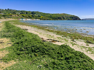 Sea Lettuce washed up on Tītahi Bay beach, Porirua, Wellington, New Zealand.