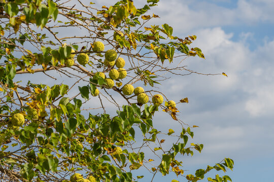 Large round fruits on the branches of "Adam's apple" tree. Close-up. Gelendzhik. Maclura orange, or apple maclura, or coloring mulberry, or false orange is species of fruit trees of Mulberry family.