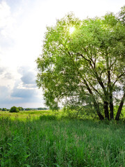 Fototapeta premium Tree is in the middle of a field with a cloudy sky in the background