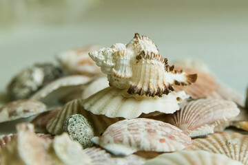 Shell background composition
