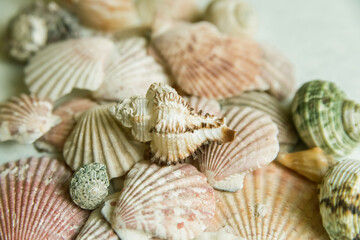 Shell background on a light background