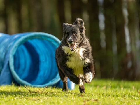 Fast Border Collie dog is running through an agility tunnel. Training for a sports competition
