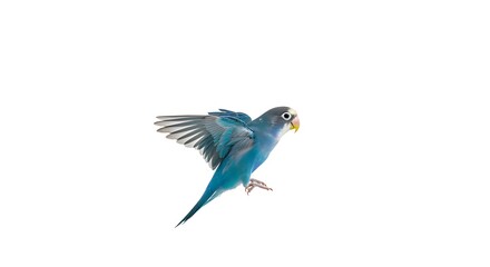 Naklejka premium blue parrot love bird isolated on white background