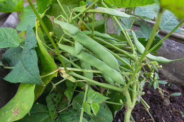 Fototapeta premium Healthy Green Beans or Phaseolus vulgaris Hanging on a Bean Plants