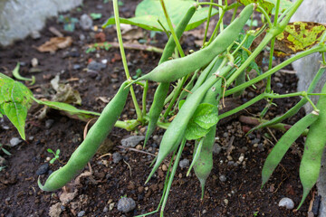 Healthy Green Beans or Phaseolus vulgaris Hanging on Bean Plant in Soil Garden