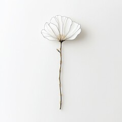 A delicate white flower with intricate veining, symbolizing beauty and fragility.