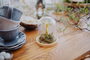 Decorative glass dome with sprouting plant on wooden table