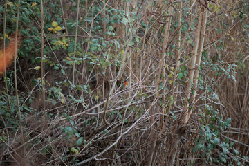 piccolo pettirosso in mezzo ai rami di una fitta vegetazione, all'aperto, in un ambiente naturale...