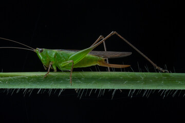 grasshopper on the grass