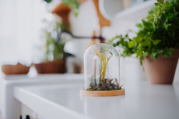 Beautiful indoor plant display under glass dome on white countertop