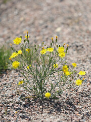 Narrowleaf Hawksbeard, Crepis tectorum, also known as Narrow-leaved hawk’s-beard or Wall hawk’s-beard, wild flowering plant from Finlnad