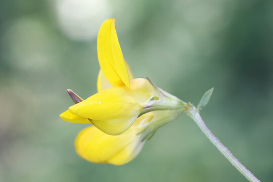 Bird's-foot Trefoil, Lotus corniculatus, also known as Birdfoot deervetch or Eggs-and-bacon, wild flower from Finland