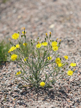 Narrowleaf Hawksbeard, Crepis tectorum, also known as Narrow-leaved hawk&rsquo;s-beard or Wall hawk&rsquo;s-beard, wild flowering plant from Finlnad