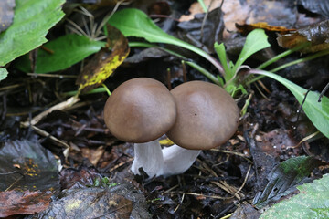 Lepista nuda, commonly known as Wood Blewit, wild mushroom from Finland