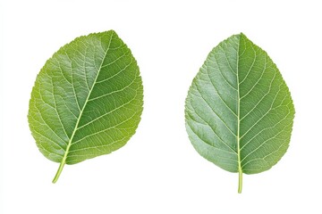 Fototapeta premium Guava Leaf Pair - Closeup of Two Young Green Leaves Isolated on White Background