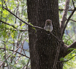 The beautiful Jungle owlet also known as Asian barred owlet, perched on a branch in a forest. The background is large tree with lush green foliage.