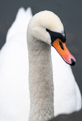 Portrait of a mute swan (Cygnus olor), with bright white plumage contrasted against dark grey water in the stockholm archipelago