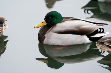 Portrait of a mallard (Anas platyrhynchos) drake, reflected in still water near Stockholm, sweden