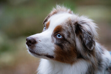 Cute portrait of an australian shepherd with bright blue eyes