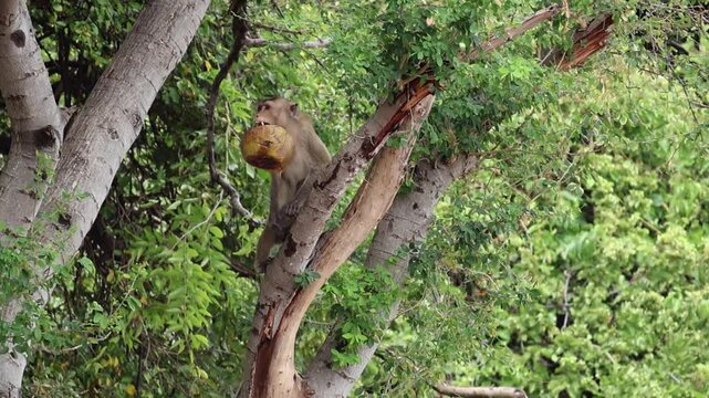 A macaque carries a large coconut in its mouth, jumps from branch to branch in a tree. Slow motion video