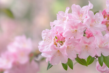 Soft pink azaleas in full bloom with lush green leaves showcasing springtime beauty and tranquility in nature