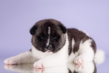 Obraz premium akita puppy