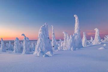 winter landscape with snow