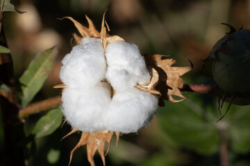 Top view closeup of cotton