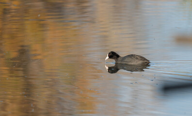 Eurasian coot swimming in a reflective lake with autumn colors in the background
