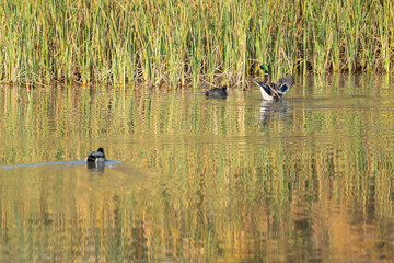 Mallard and Eurasian coots in a reflective lake with tall green reeds in the background