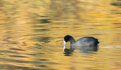 Red-knobbed coot dipping beak in a reflective lake with golden hues on the water