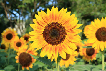 Obraz premium Closeup of Vibrant Yellow Sunflower Blooming in the Sunshine