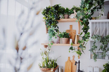 Indoor plant arrangement on wooden shelves in a bright kitchen space