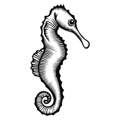 Fototapeta premium Detailed Black and White Seahorse Illustration with Intricate Linework