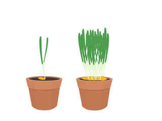 Hordeum vulgare on a white background.