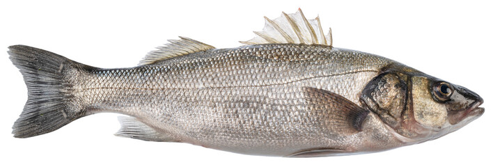 Sea bass, raw sea fish isolated on white background. File contains clipping path.