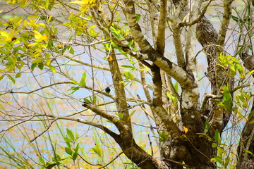Amazing Wild Life of Sri Lanka