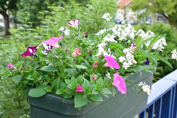 spring blooming flowers on a bridge